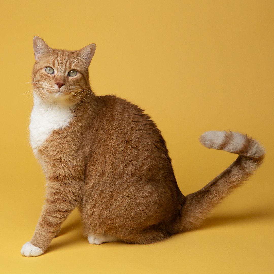 Orange and white tabby cat