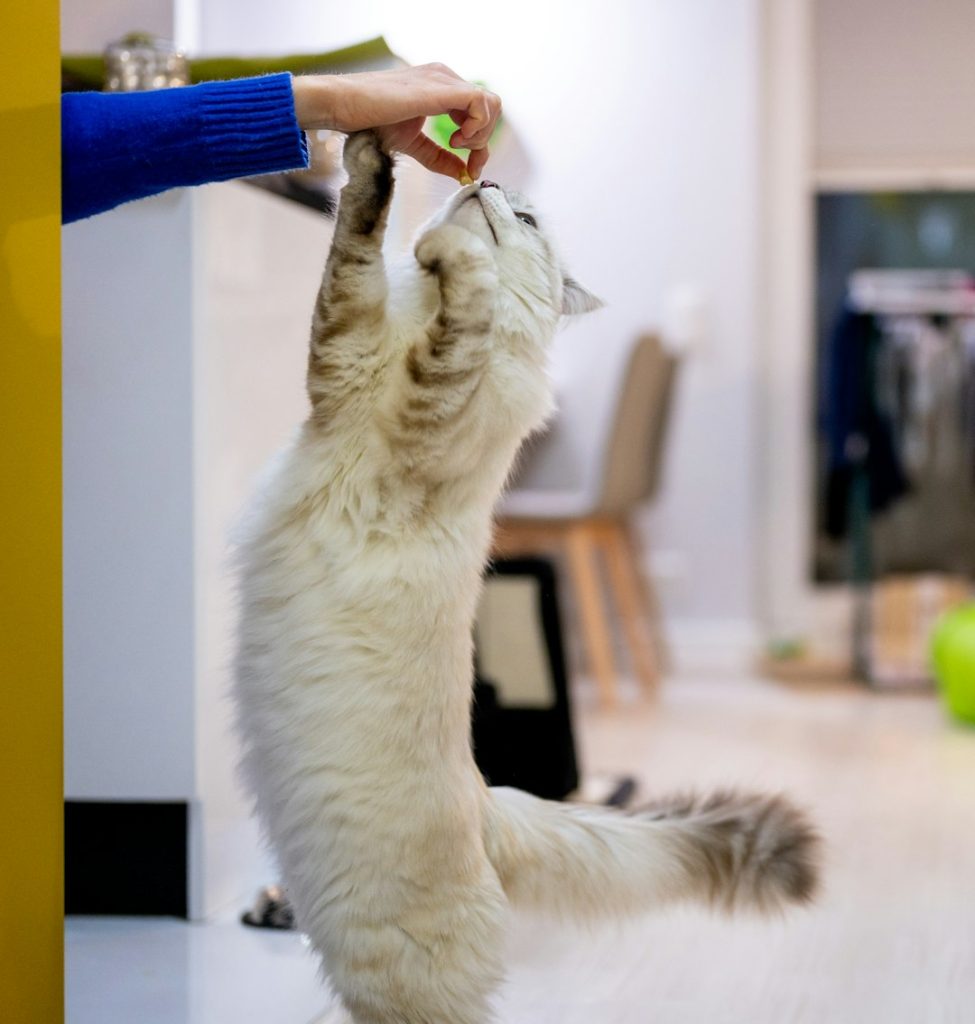 Pounce Interactive Cat Toy