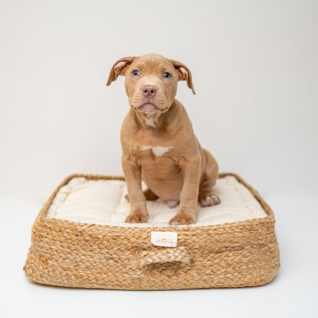 CloudRest Orthopedic Bed