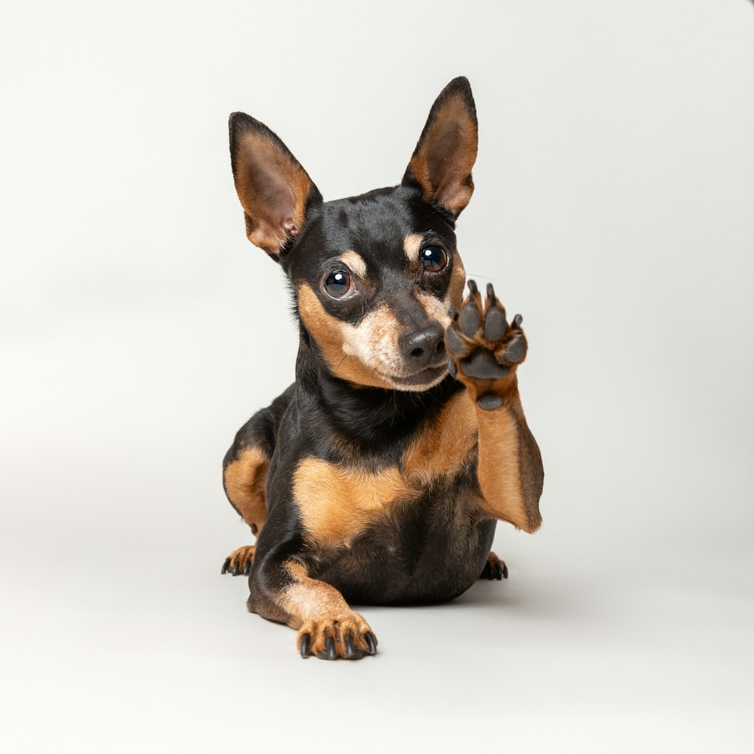 Friendly dog portrait