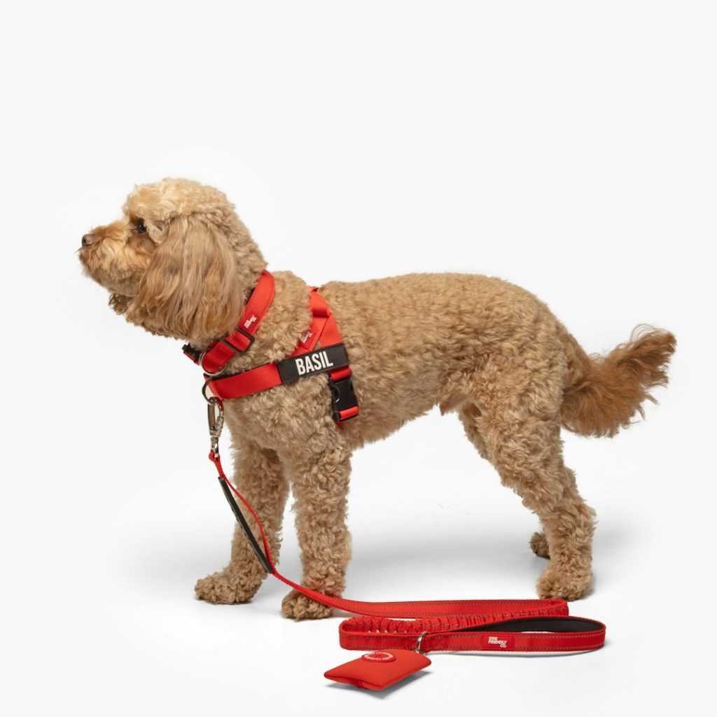Everyday No-Pull Harness