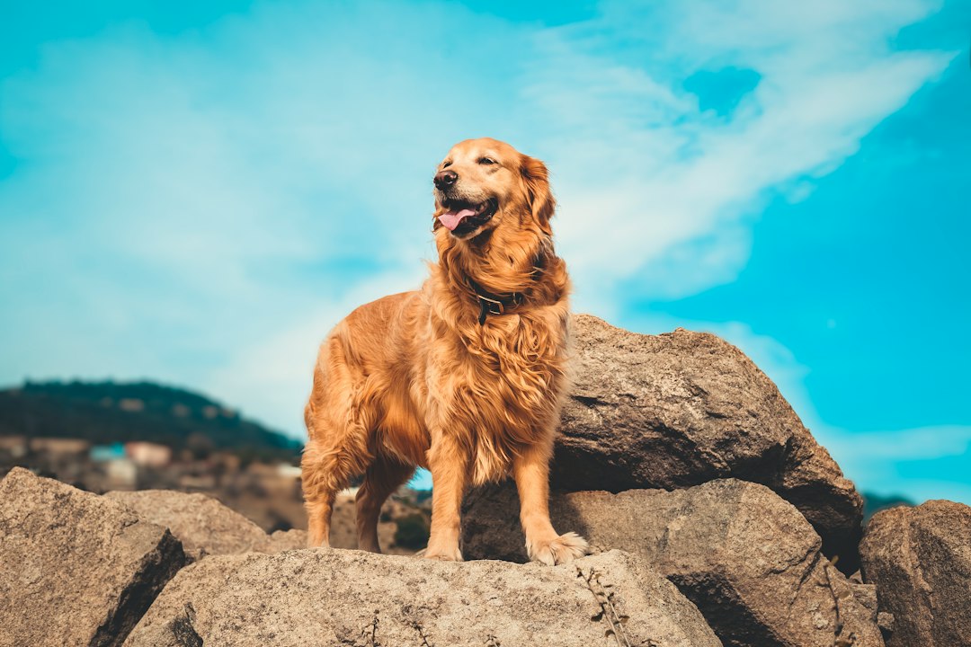 Happy golden retriever outdoors