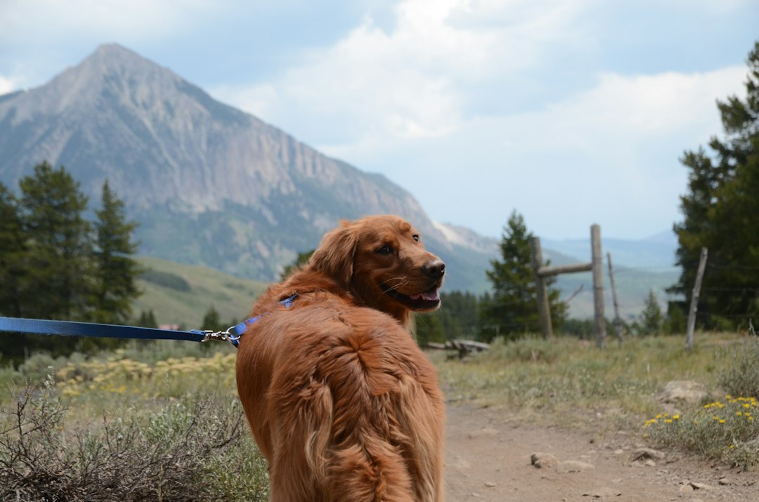 Happy dog outdoors on a trail